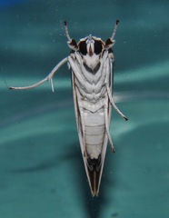 Westermannia gloriosa