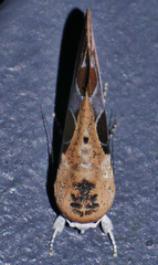 Westermannia gloriosa