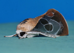 Westermannia gloriosa