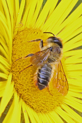 Megachile ligniseca