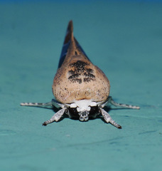 Westermannia gloriosa