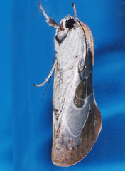 Westermannia gloriosa