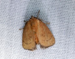 Spatulifimbria castaneiceps