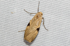 Macotasa nubeculoides