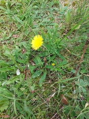 Pilosella officinarum