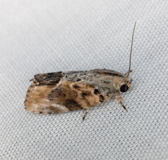 Etanna breviuscula