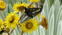 Ardaris eximia