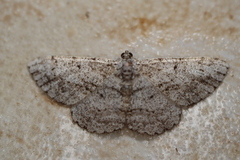 Psilalcis isombra