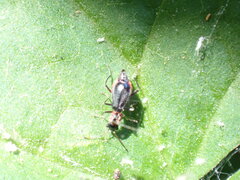 Cyrtosus cyanipennis