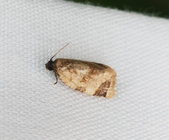 Neocalyptis liratana