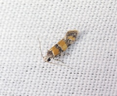 Promalactis lobatifera