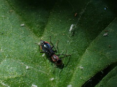 Cyrtosus cyanipennis