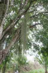 Rhipsalis lindbergiana