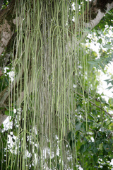 Rhipsalis lindbergiana