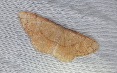 Pylargosceles steganioides