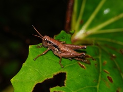 Sinopodisma punctata
