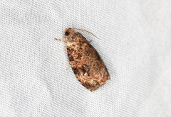 Phaecasiophora walsinghami