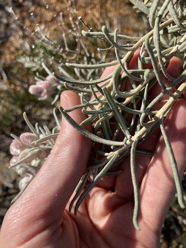 Image of Lachnostachys eriobotrya by (c) Thomas Mesaglio, some rights reserved (CC BY)
