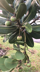 Calophyllum inophyllum