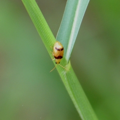 Monolepta bifasciata