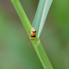 Monolepta bifasciata