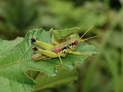 Sinopodisma punctata
