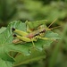 Sinopodisma punctata - Photo (c) orthoptera-jp, some rights reserved (CC BY-NC), uploaded by orthoptera-jp