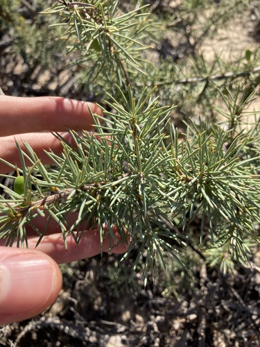 Image of Persoonia Acicularis (Persoonia acicularis) by (c) Thomas Mesaglio, some rights reserved (CC BY)