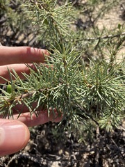 Persoonia acicularis