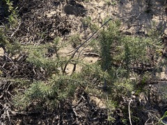 Persoonia acicularis