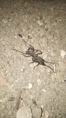 Thelyphonidae