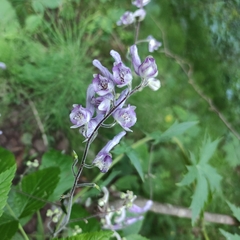 Aconitum septentrionale