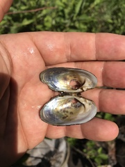 Alasmidonta undulata