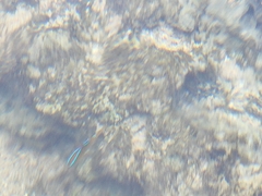 Chrysiptera unimaculata