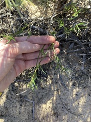 Opercularia vaginata