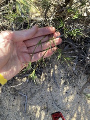 Opercularia vaginata