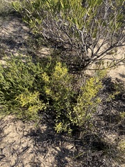 Synaphea spinulosa