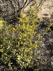 Synaphea spinulosa