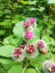 Arctium tomentosum