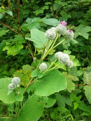 Arctium tomentosum