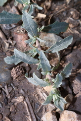 Atriplex glauca subsp. mauritanica image