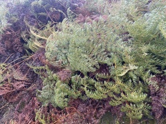 Pteridium esculentum