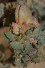 Atriplex glauca subsp. mauritanica image