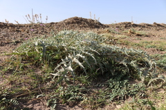Cynara cardunculus cardunculus