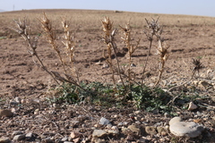 Scolymus grandiflorus