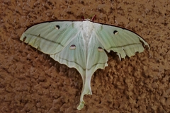 Actias selene
