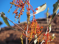 Grevillea wickhamii