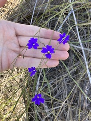 Dampiera lindleyi