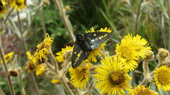 Ardaris eximia