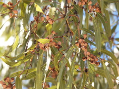Corymbia aparrerinja